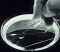 Миниатюра для версии от 17:29, 22 марта 2025